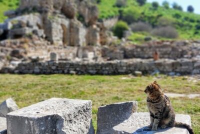 All Inclusive Private Ephesus Day Trip from Istanbul by Plane - Istanbul Sabiha Gökçen to Izmir: the morning start that makes the day possible