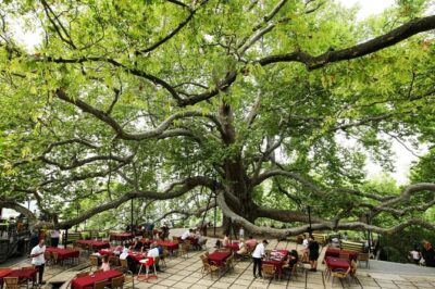 Full Day Guided Tour to Bursa with Lunch and Cable Car - Lunch Timing and the Drinks Catch