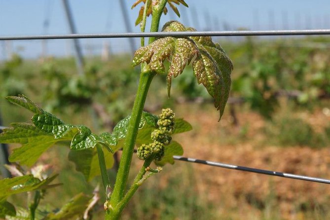 Full-Day Wine Tour from Istanbul - Lunch time: plan your pace (and know what’s included)