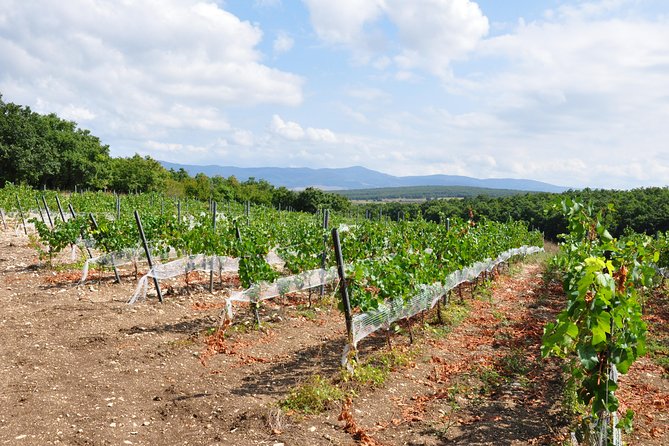 Full-Day Wine Tour from Istanbul - Why this tour can be worth $457.41