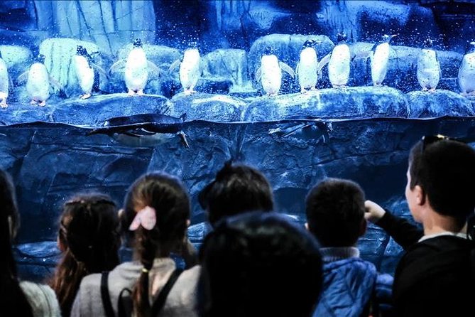 Istanbul Aquarium and Aqua Florya Independent Shopping Trip - A Quick Reality Check: What This Trip Really Gives You