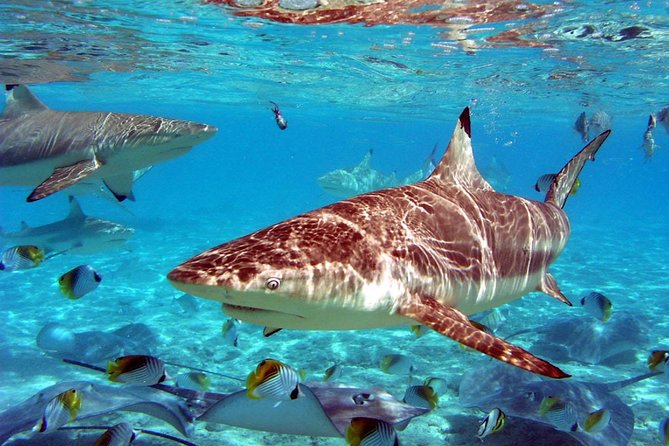 Istanbul Aquarium and Aqua Florya Independent Shopping Trip - Value and Price: Is $300.06 Worth It?