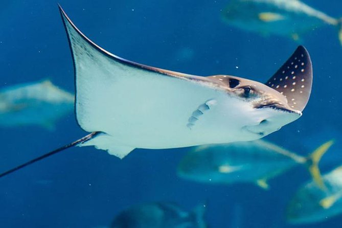 Istanbul Aquarium and Aqua Florya Independent Shopping Trip - Timing: How to Fit This Into a Full Istanbul Day