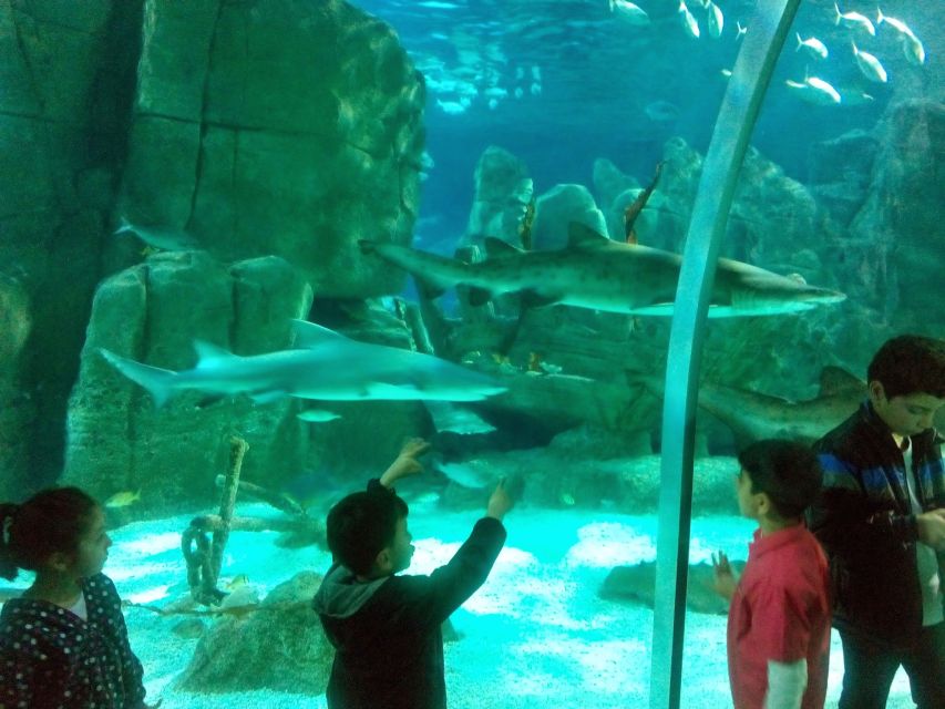 Istanbul Aquarium and Aqua Florya Shopping Mall Tour - Who Should Book This Tour (and Who Might Not Love It)
