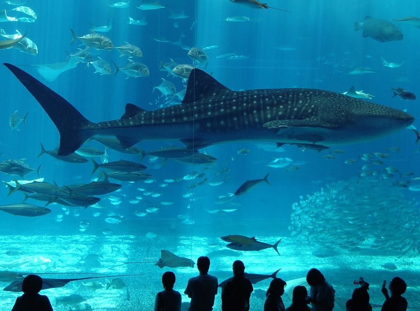Istanbul Aquarium and Aqua Florya Shopping Mall Tour - Why This 5-Hour Aquarium Tour Feels Just Right