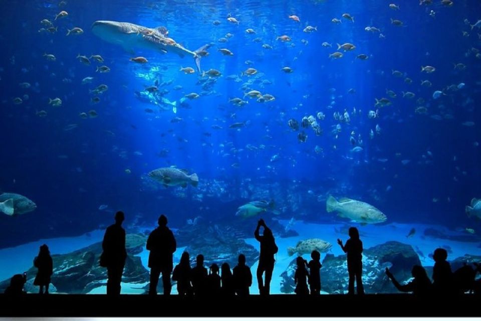 Istanbul Aquarium and Aqua Florya Shopping Mall Tour - Amazon-Style Rainforest and the Antarctica-Adjacent Penguin Moment