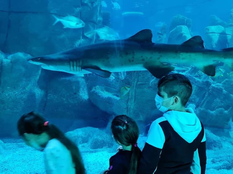 Istanbul: Aquarium Ticket and Round Trip Shuttle from Taksim - Why This Istanbul Aquarium Ticket + Shuttle Works