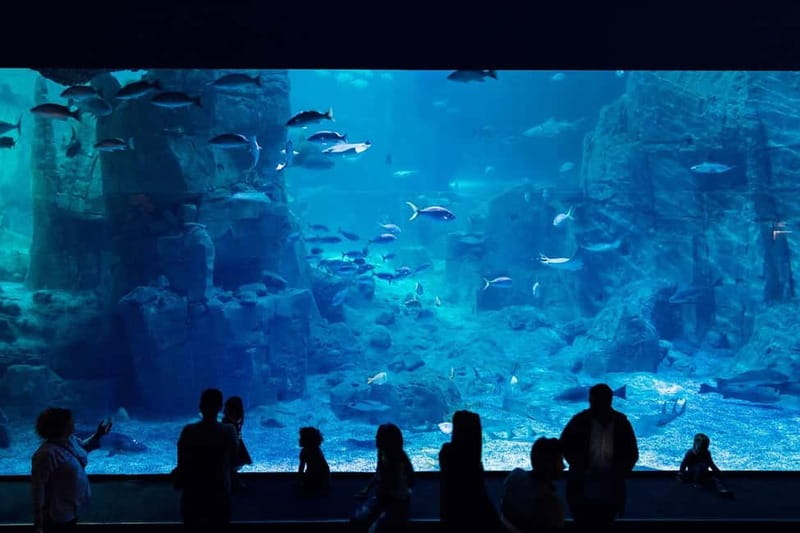Istanbul: Aquarium Ticket and Round Trip Shuttle from Taksim - What You’ll Walk Away With
