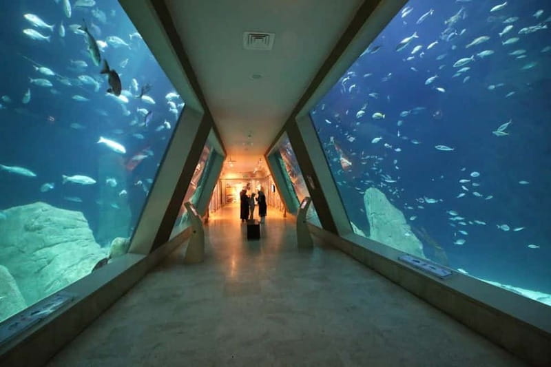 Istanbul: Aquarium Ticket and Round Trip Shuttle from Taksim - Getting From Taksim Square to the Aquarium (Without Transit Puzzles)