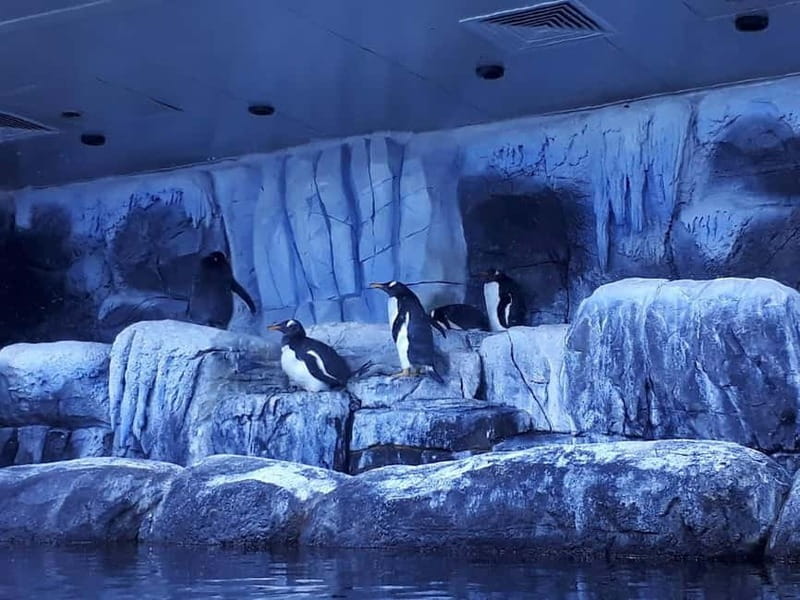 Istanbul: Aquarium Ticket and Round Trip Shuttle from Taksim - What the Aquarium Route Feels Like: Two Floors and 1.2 Kilometers