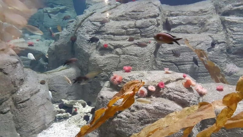 Istanbul: Aquarium Ticket and Round Trip Shuttle from Taksim - The Skip-the-Line Entrance: What You Gain Immediately