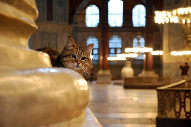 Istanbul Highlights: Half Day Morning Tour - Meeting at Hagia Sophia and Getting Oriented Fast