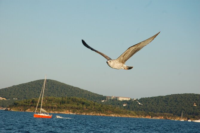 Princes' Islands Cruise with Lunch and Transfer Full-Day Tour - Büyükada: 4 hours of freedom, swimming, and car-free streets