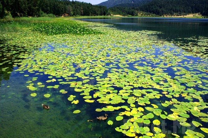 Sapanca Lake & Masukiye Tour From Istanbul - How the Day Flows from Istanbul