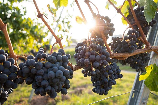 VIP Full Day Wineries Tour from Istanbul - Inside the wineries: tastings, producer talks, and the moments that stick